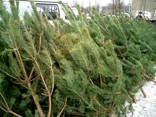 Елочный базар. Фото с сайта: www.tomsk.russiaregionpress.ru